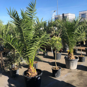 Plantes Méditerranéennes